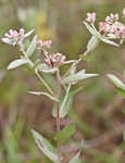 Rosy camphorweed